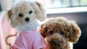 10 Gentle Dog Breeds That Are Perfect Lap Companions for Relaxed Evenings