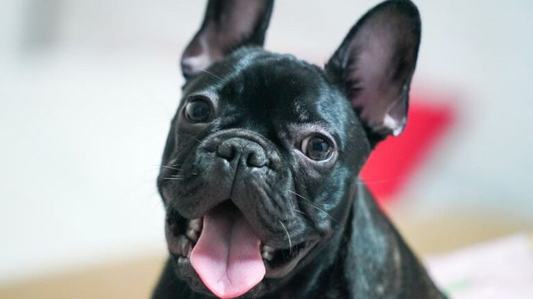15 Dog Breeds You Should Never Keep In a Hot Climate