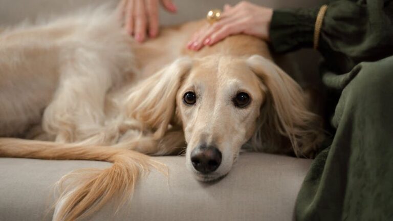 13 Moments When Your Dog Is Secretly Studying You
