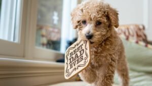 Your Dog Brings All Their Toys Out When Guests Arrive (They're Not Showing Off - They're Sharing Wealth)