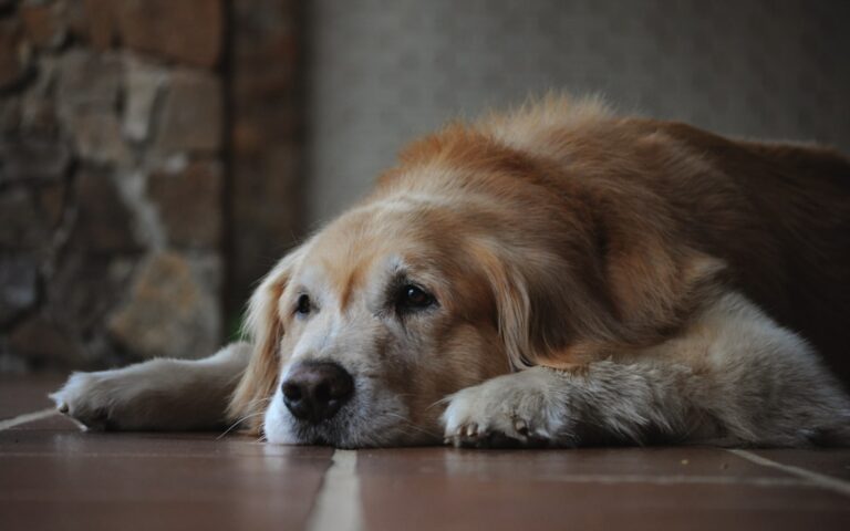 Why Dogs Seek Solitude When Their Time is Near: Understanding Their Final Goodbye