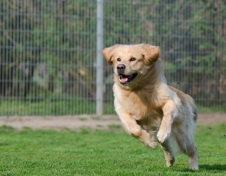 What to Look for When Boarding Your Dog During Spring Break in Nashville