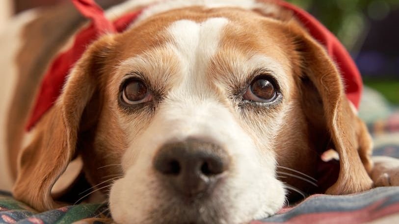 10 Life Lessons Dogs Quietly Teach the Humans Who Love Them