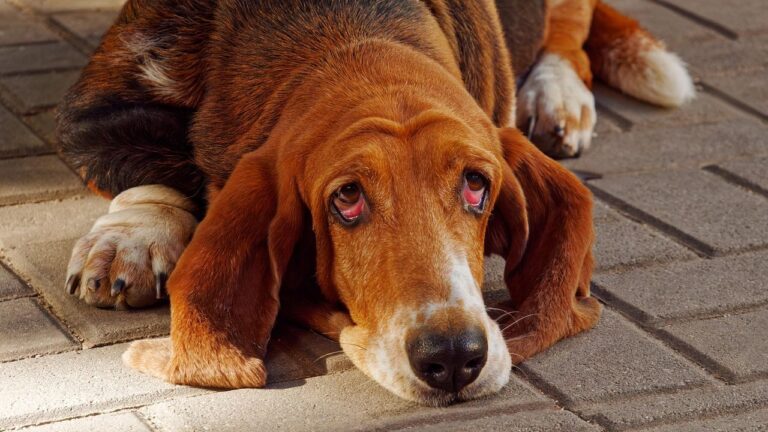 What Does It Mean If a Dog Keeps Looking Up?
