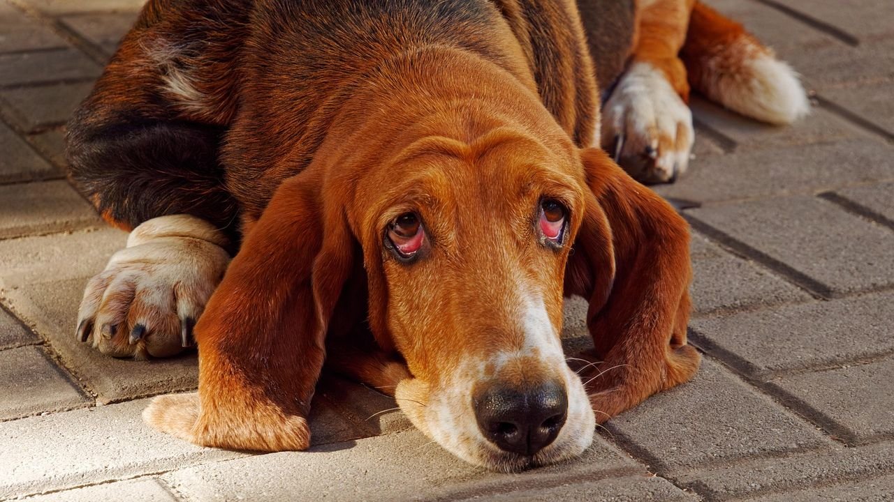 What Does It Mean If a Dog Keeps Looking Up?