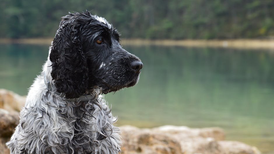 The US States With the Most Water Spaniels