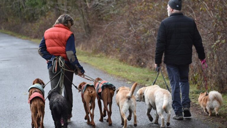 10 Ways Dogs Become the Most Reliable Presence in Our Lives