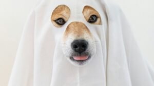 10 Human Actions That Annoy Dogs Completely