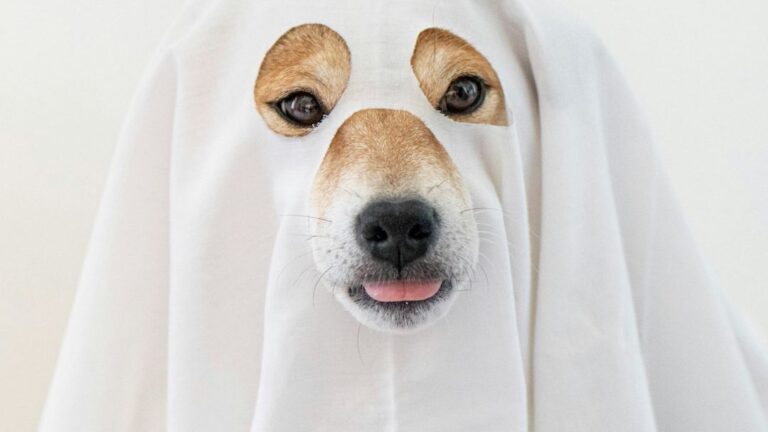 10 Human Actions That Annoy Dogs Completely