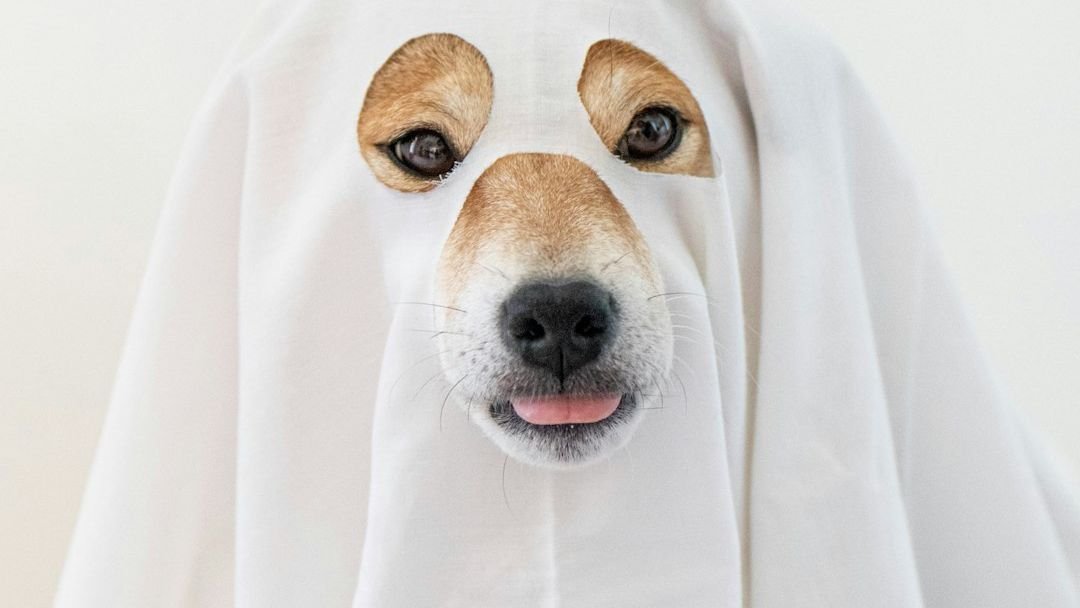 10 Human Actions That Annoy Dogs Completely