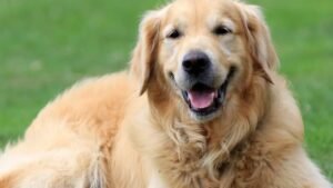 The US States With The Most Golden Retrievers