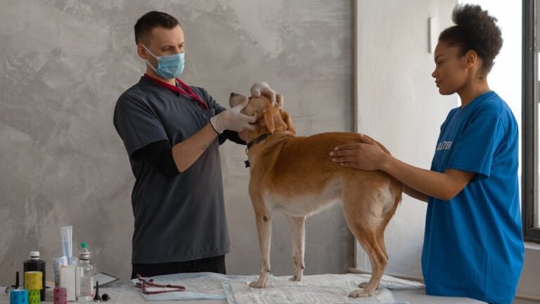 10 Things Older Dogs Appreciate More Than Young Ones