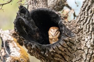 Two owl rescues in Tampa Bay highlight community commitment to wildlife