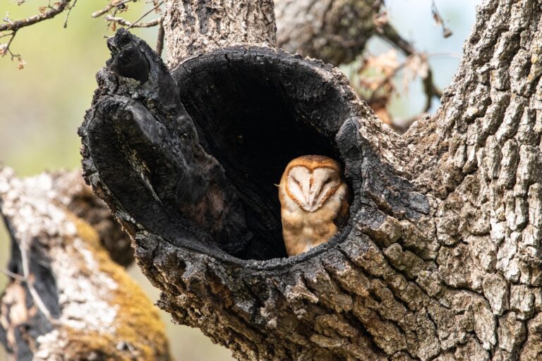 Two owl rescues in Tampa Bay highlight community commitment to wildlife