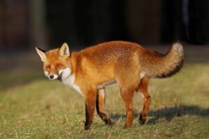 A red fox stows away on a cargo ship, traveling from England to New York