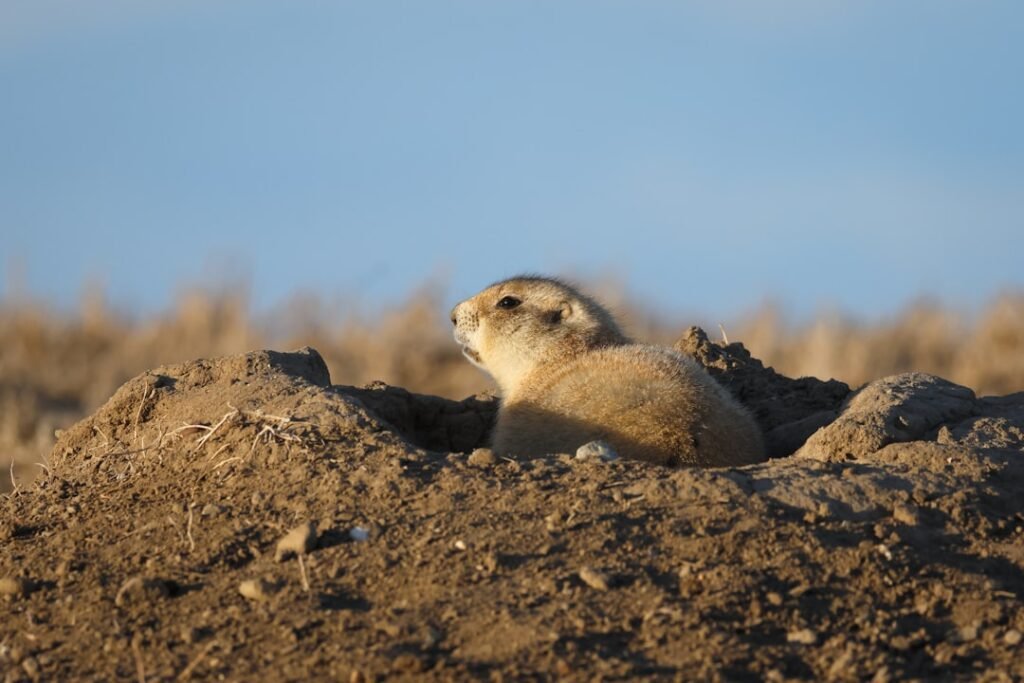 How Prairie Dogs Became One of America’s Most Controversial Animals