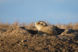 How Prairie Dogs Became One of America’s Most Controversial Animals