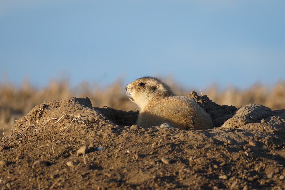How Prairie Dogs Became One of America’s Most Controversial Animals