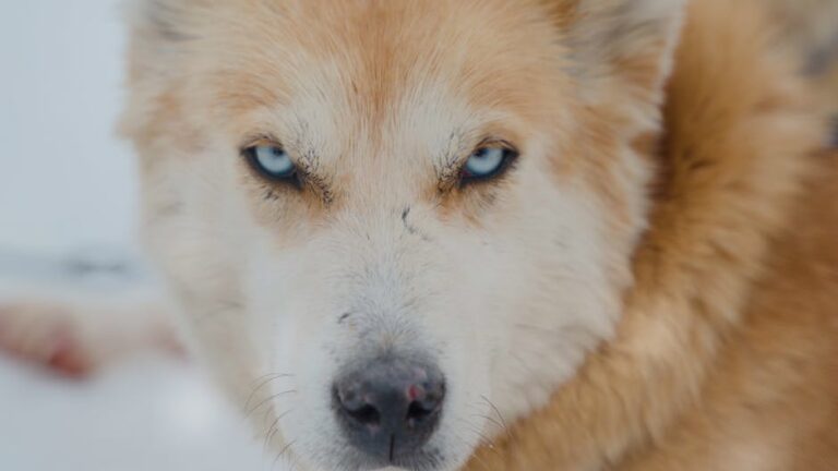 New March 20 law will fine Americans $10k for behavior of dogs