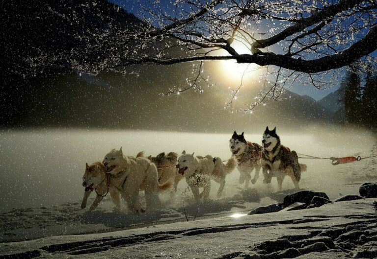 Barking dogs take over downtown Anchorage for Iditarod start
