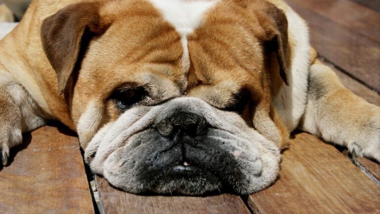 Are You Accidentally Missing the Subtle Signs Your Dog Gives You?