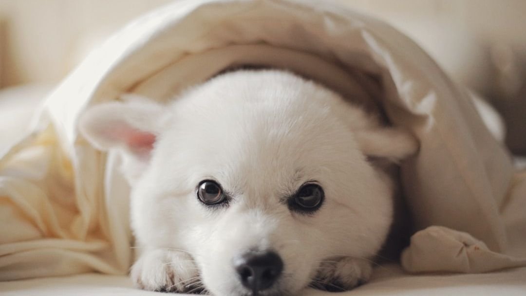 Could Your Dog's Favorite Blanket Be More Than Just a Comfort Item?