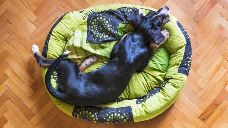 What to Do If Your Dog Is Restless At Night