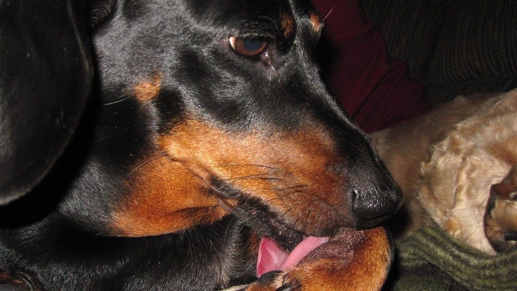 Why Is My Dog Chewing Their Paws?