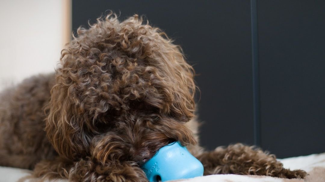 Are You Providing Your Dog With Enough Mental Enrichment Activities?