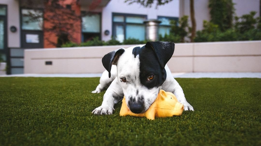 Your Dog's Favorite Toys Tell a Story About Their Inner World