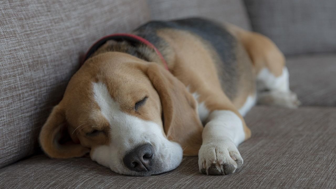 Dogs Dream Just Like Us: What Their Sleep Reveals About Their Day