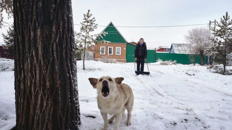 Your Dog's Barking Has a Purpose: Learn to Understand Their Calls