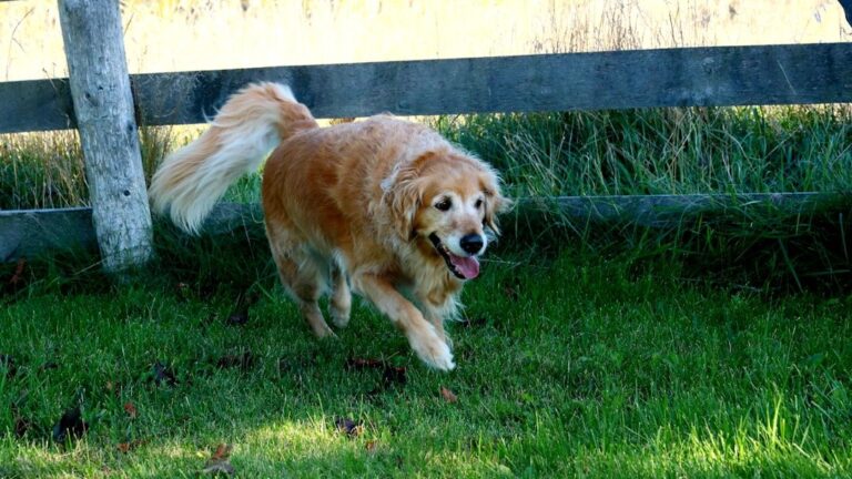 The Secret Language of Tail Wags: What Your Dog's Tail Really Means