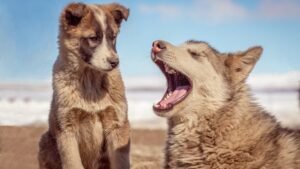 Your Dog Reacts to Your Moods: They Sense Everything You Feel