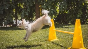 7 Simple Games That Will Boost Your Dog's Confidence and Joy