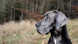 Why Is The Great Dane Called "The Heartbreak Breed Dog"