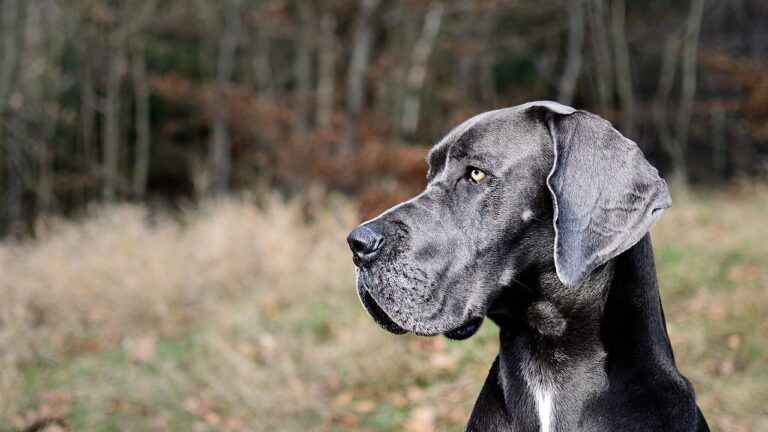 Why Is The Great Dane Called "The Heartbreak Breed Dog"
