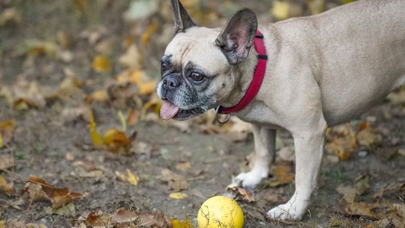10 Things That French Bulldogs Hate