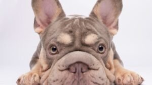 8 Reasons Why You Should Never Get a French Bulldog