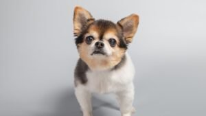 10 Reasons Never To Get A Chihuahua