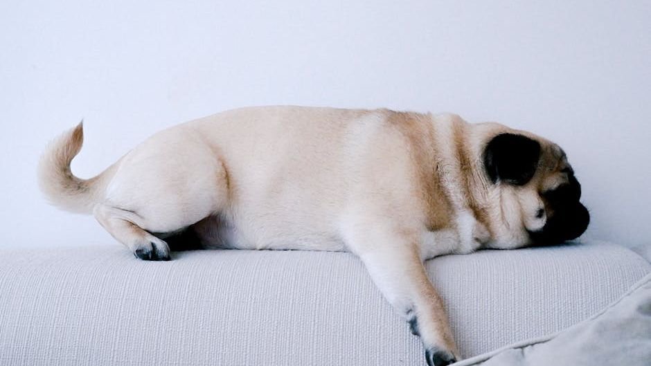 10 Laziest Dogs Ranked: The Ultimate Guide to Low-Energy Breeds