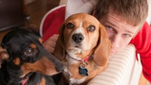 What is the #1 Naughtiest Dog Breed? Meet the Adorable Troublemaker You'll Love Anyway