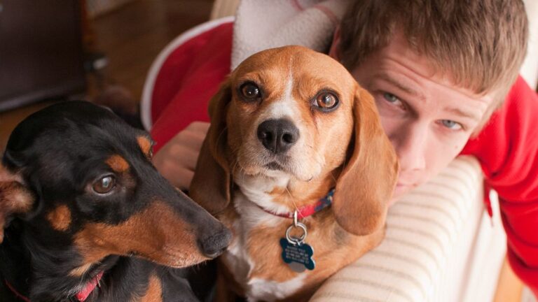 What is the #1 Naughtiest Dog Breed? Meet the Adorable Troublemaker You'll Love Anyway