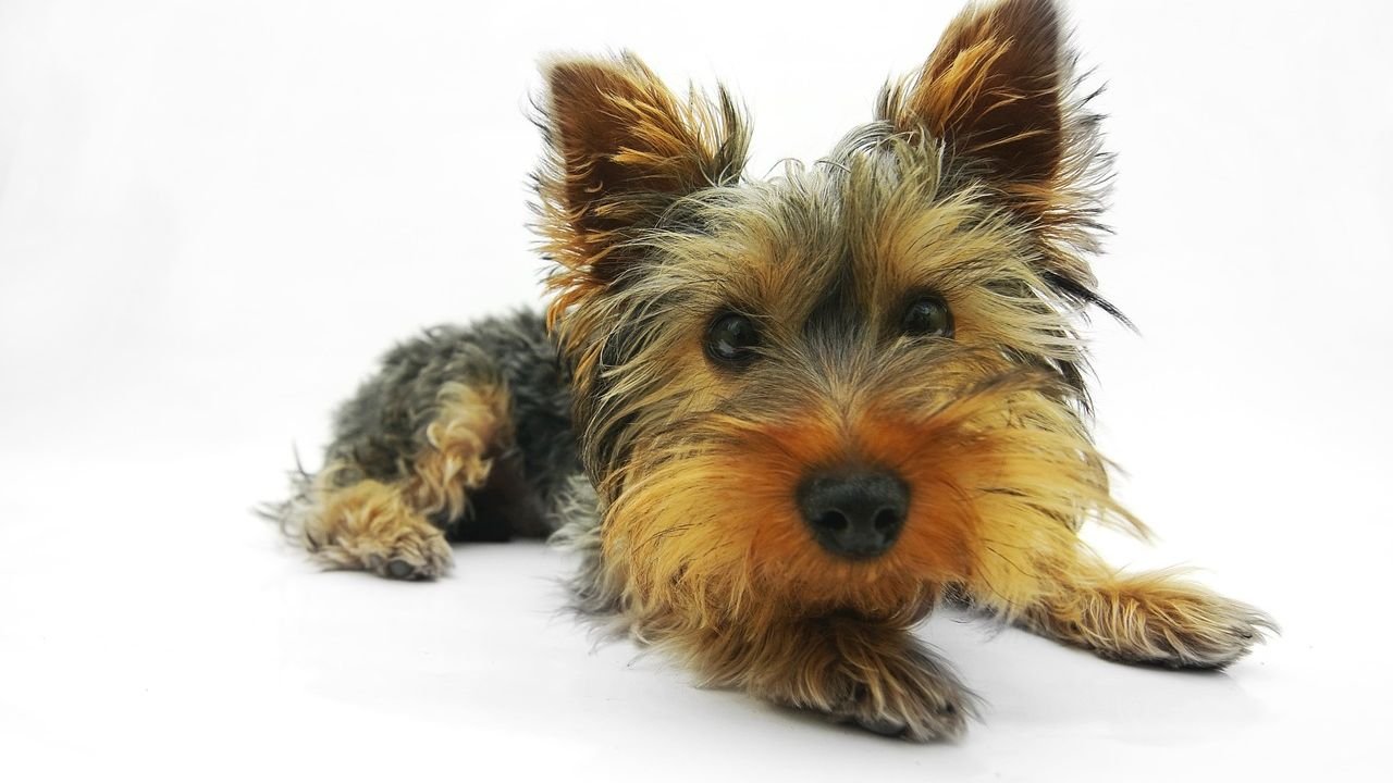 10 Naughtiest Dogs From Big to Small and What Makes Them So Lovable