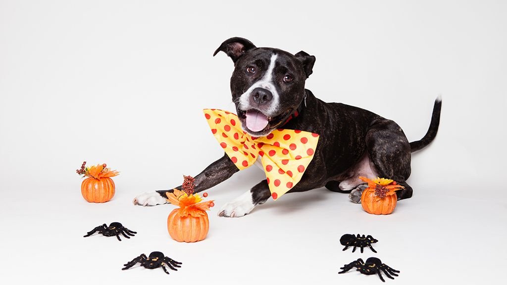 Is a Pit Bull Really The #1 Aggressive Dog or Is it a Victim of Wrong Stereotyping