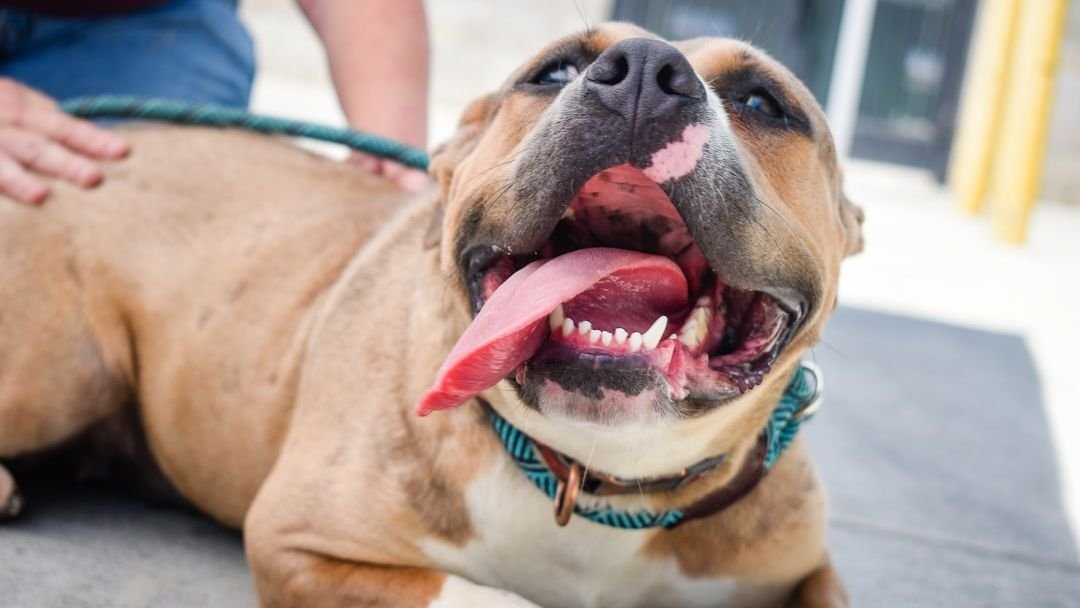 The Zodiac Signs That Would Bind Best With a Pit Bull