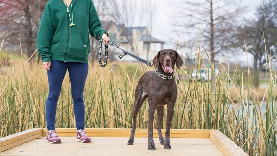 10 Dog Breeds That Are Best for Active Lifestyles (And 5 Couch Potatoes)