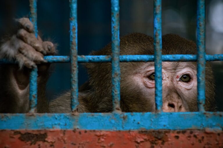 Waste, Fauci and ‘Transgender’ Mice: How MAGA Is Warming to Animal Rights