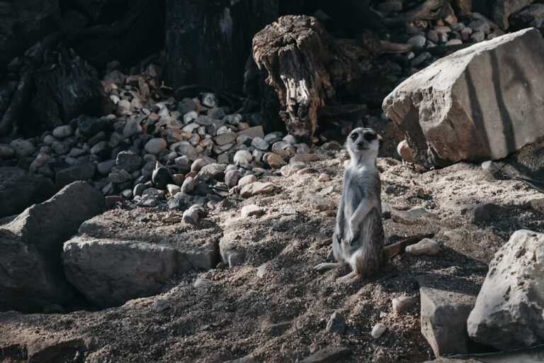 Are A.I.-Generated Videos Changing How We See Animals?