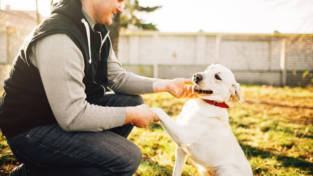 The Sweet Truth: Your Dog Remembers Every Kind Thing You've Ever Done